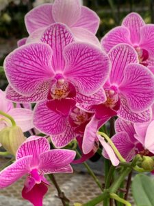 efg orchids 3