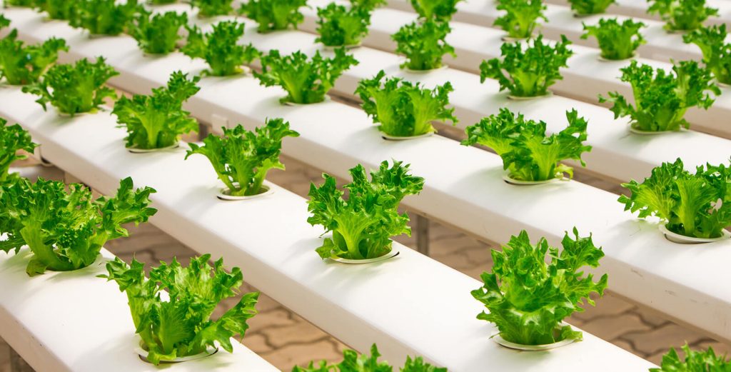 Lettuce growing in hydroponic rows